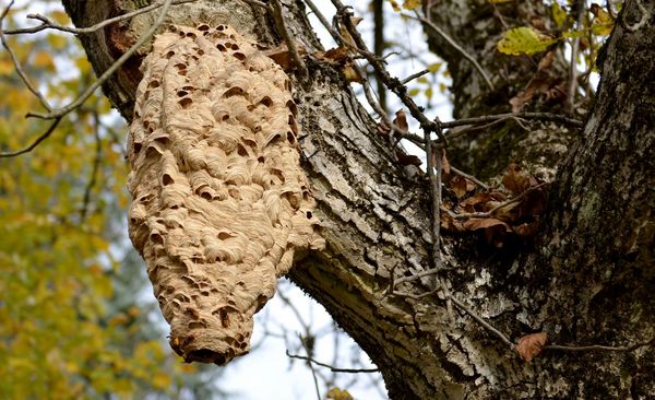 Wenn man das Hornissennest in Ruhe lässt, kann man sich über eine friedliche und nützliche NAchbarschaft freuen. (Foto: photo 5000/stock.adobe.com) Hornissennest an einem Baum