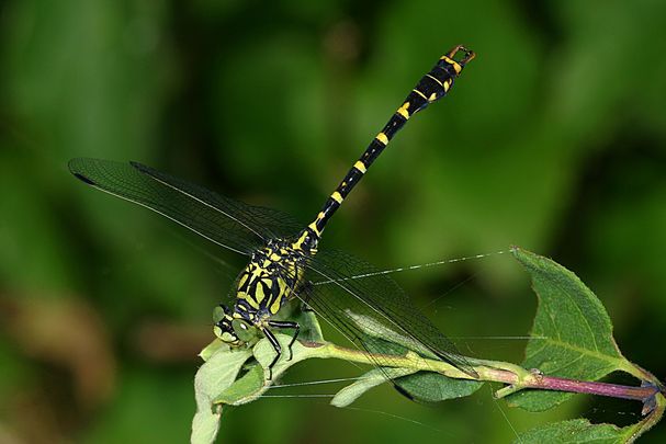 Männchen der Kleinen Zangenlibelle (Foto: Wolfgang Willner) Eine männliche Kleine Zangenlibelle (Onychogomphus forcipatus)