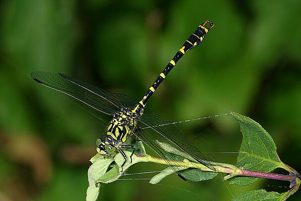 Eine männliche Kleine Zangenlibelle (Onychogomphus forcipatus)