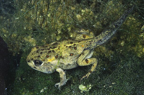 Kreuzkrötenlarve (Foto: Wolfgang Willner) Eine schwimmende Kreuzkrötenlarve mit Beinen und Schwanzflosse – die Lebensweise von Amphibien ist vom Wechsel zwischen Land und Wasser geprägt.
