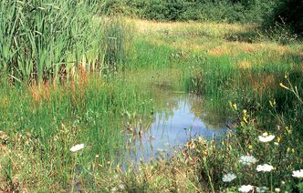 Ein pflanzenreicher, sonniger Teich als idealer Lebensraum für den Teichmolch
