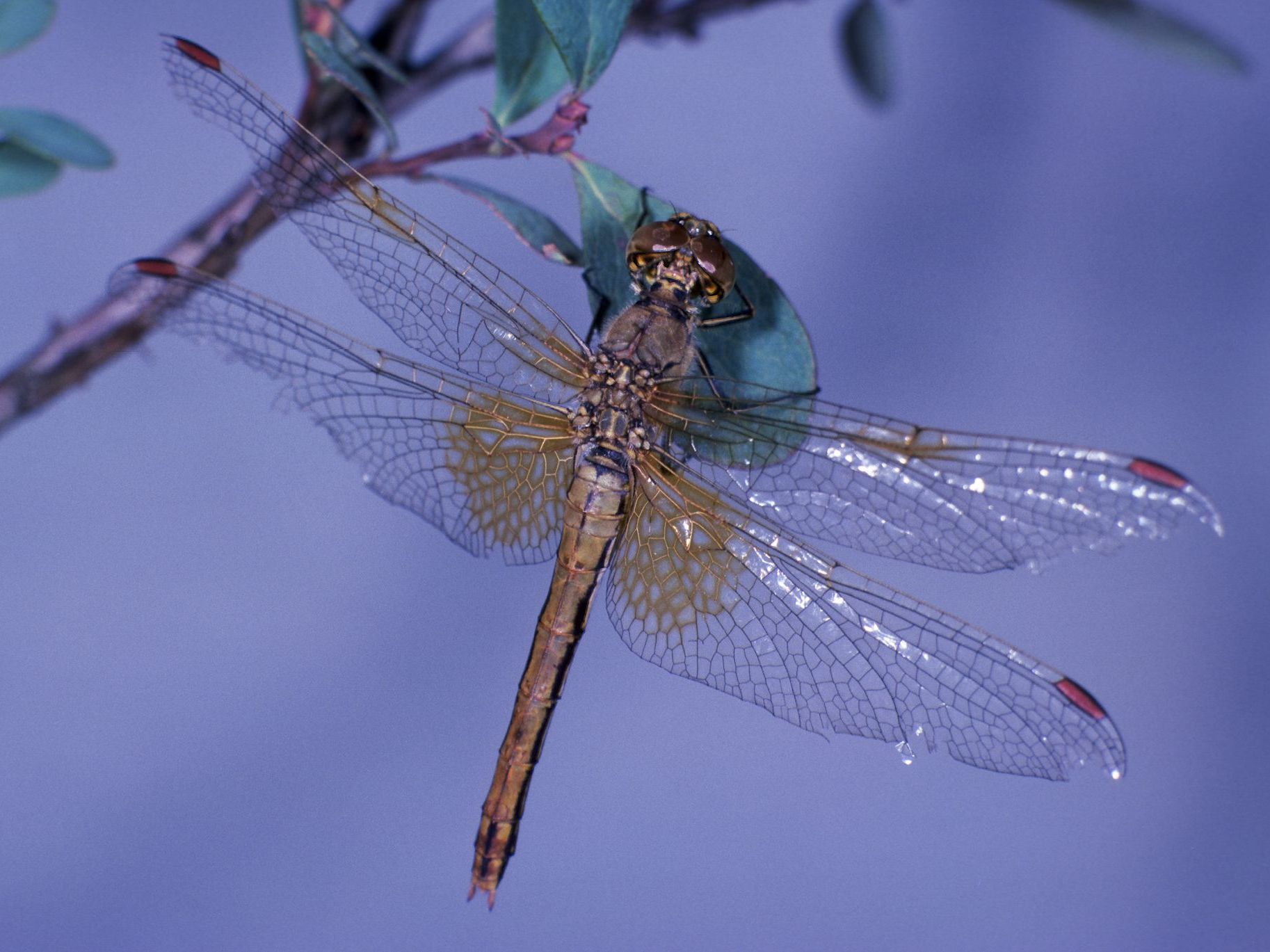  Eine weibliche Gefleckte Heidelibelle (Sympetrum flaveolum)