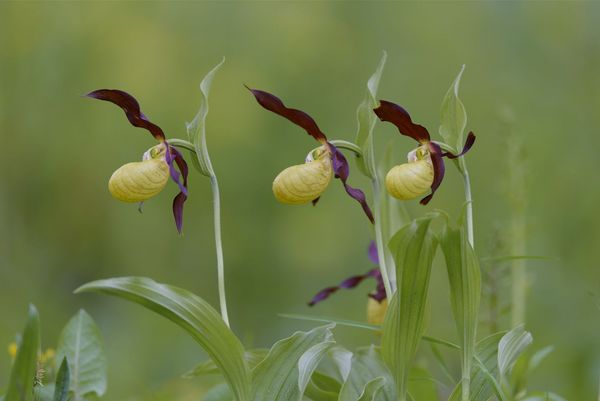 Europaeischer Frauenschuh, Cypripedium calceolus, Ladys Slipper