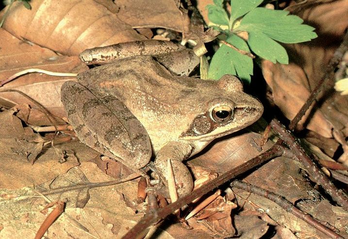 Springfrosch (Foto: Ulrich Messlinger) Springfrosch mit gut erkennbaren starken Hinterbeinen