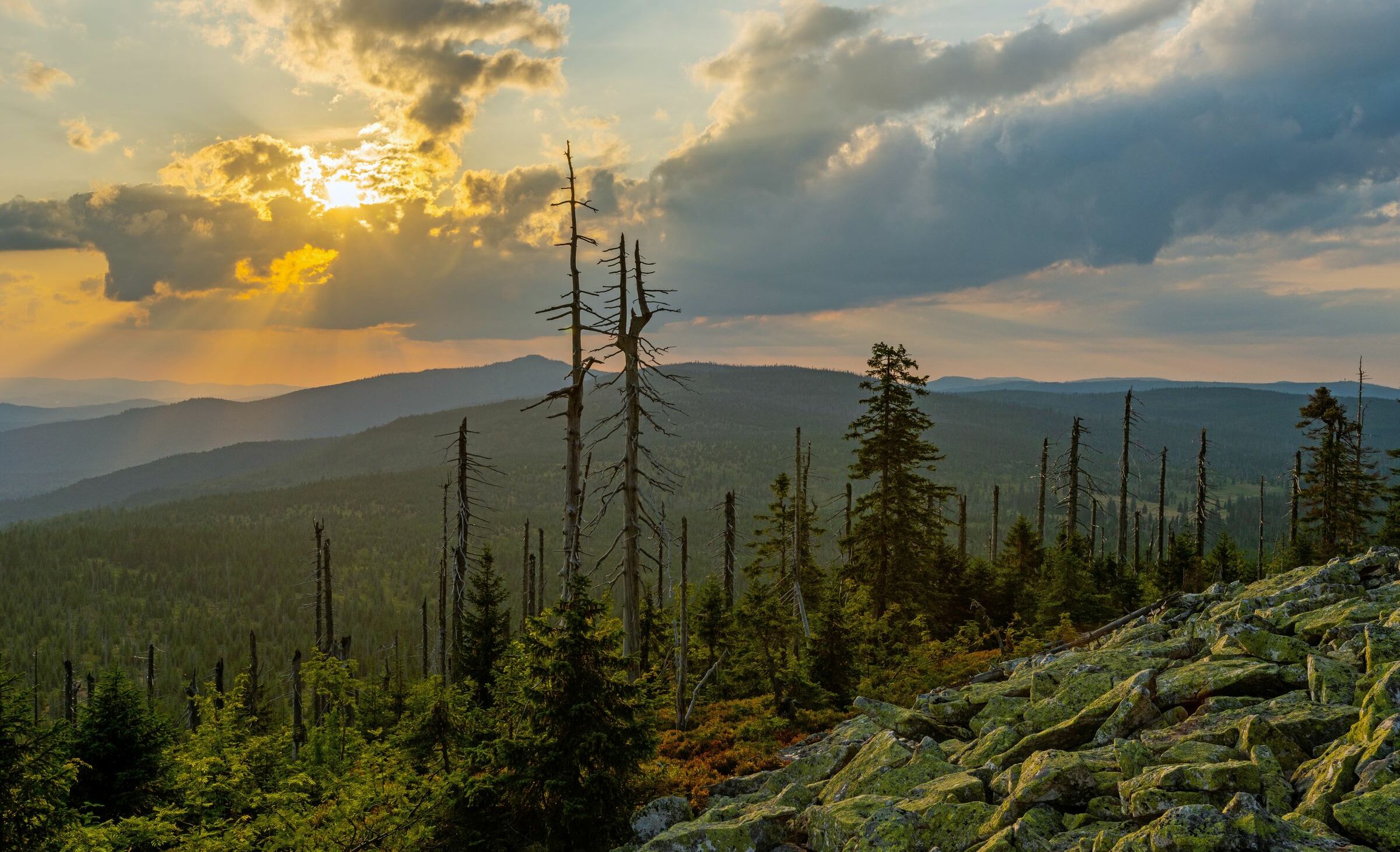 Nationalpark Bayerischer Wald Bund Naturschutz