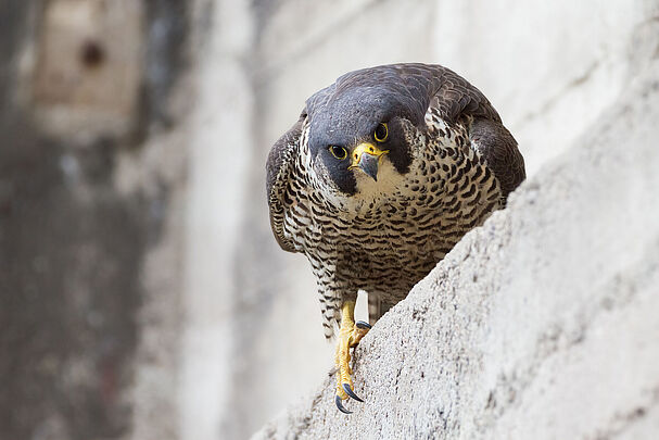 Ein Wanderfalke schaut von einem Turmsims herab (Foto: AdobeStock/Alexander Erdbeer)