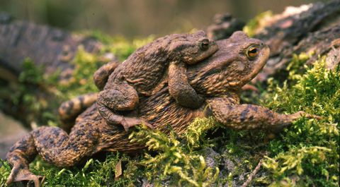 Amphibien Im Gartenteich Infos Vom Bund Naturschutz