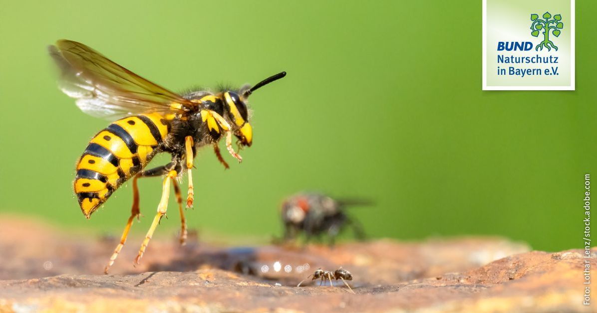 Was hilft gegen Wespen? | BUND Naturschutz