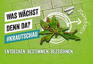 Krautschau: Werde Rebellen-Botaniker!