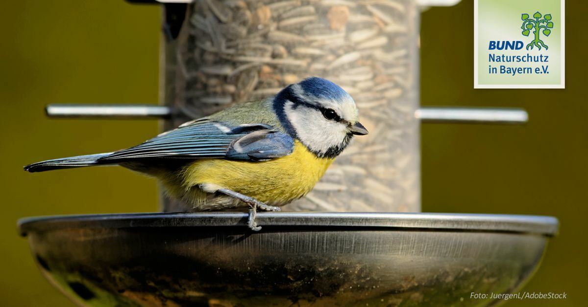vogel futtern im winter bund naturschutz in bayern e v