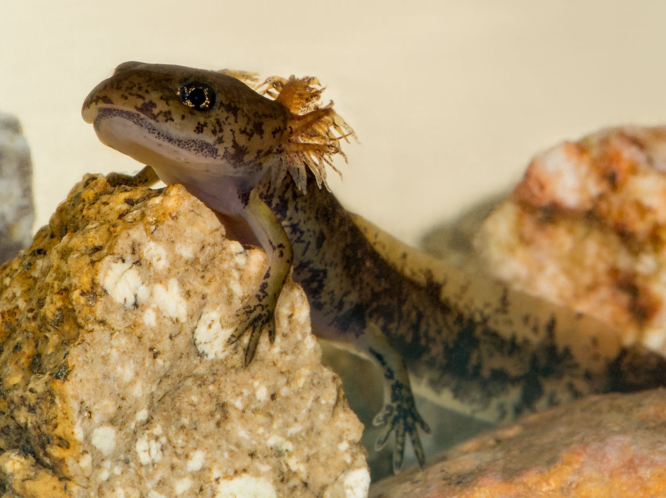 Unterwasseraufnahme: Eine Feuersalamander-Larve sitzt auf einem Kiesel in einem klaren Bach.