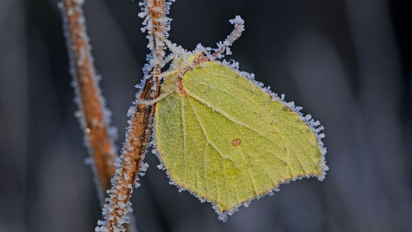 Schmetterlingsgarten: Der Zitronenfalter überlebt den Winter in gefrorenem Zustand. (Foto: Eberhard Pfeuffer)