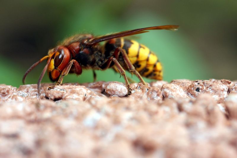 Keine Angst vor Wespen