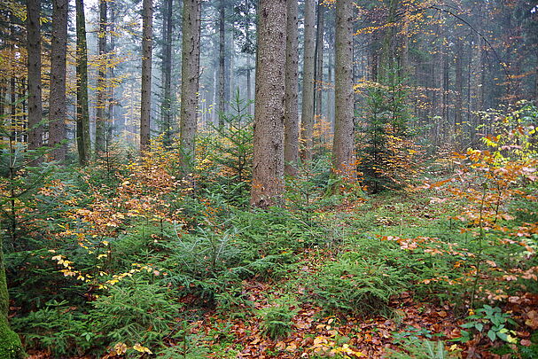 Tannenverjüngung, Foto: Wolfgang Kornder