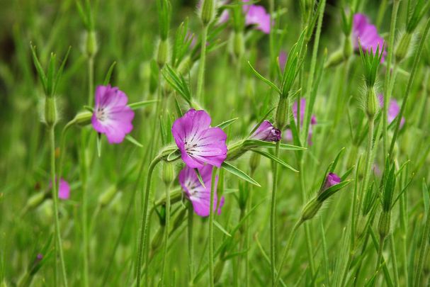 Pinkfarbene Blumen auf einem Acker. (Foto: Florian Rink/stock.adobe.de)