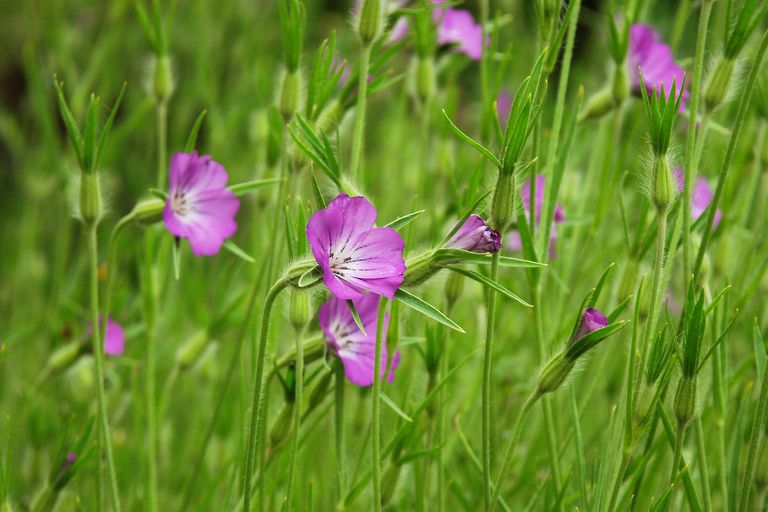 Eine Kornrade, die Blume ist kräftig pink und in der Mitte weiß. Ackerwildkräuter wie die Kornrade findet man immer seltener auf unserern Feldern. (Foto: Florian Rink/stock.adobe.de)