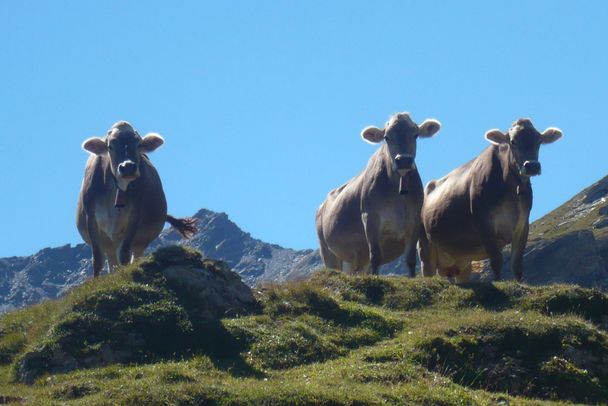Drei Kühe mit Kuhglocken (Foto: Heidi Tiefenthaler)
