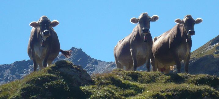 Almkühe und ihr Glockengeläut prägen das Bild der Alpenlandschaft aller Nationen. (Foto: Heidi Tiefenthaler) rei Almkühe mit Kuhglocken vor Gipfel und blauem Himmel: Die Almwirtschaft prägt das Bild der Alpenlandschaft.