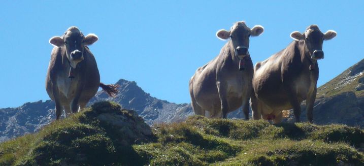 rei Almkühe mit Kuhglocken vor Gipfel und blauem Himmel: Die Almwirtschaft prägt das Bild der Alpenlandschaft.