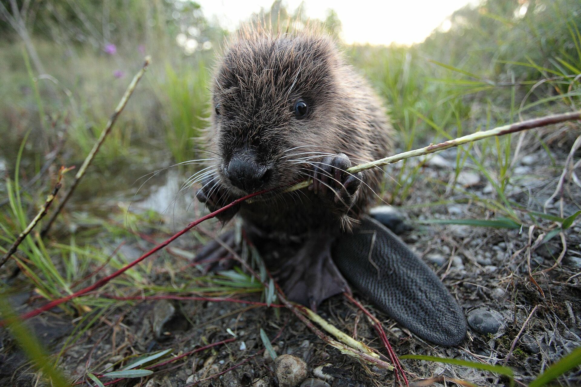 Biber Steckbrief: Wissenswertes zu Castor fiber | BUND Naturschutz