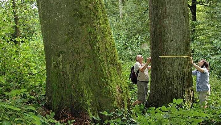Mit seinem Kartierungsprojekt bewies der BUND Naturschutz, dass es im "Hohen Buchenen Wald" alte bis sehr alte Wälder mit Tausenden dicker, alter Bäume gibt (Foto: Georg Sperber). Kartierungsprojekt im Steigerwald: Zwei BN-Aktive vermessen einen dicken, alten Baum im Waldgebiet "Hoher Buchener Wald"