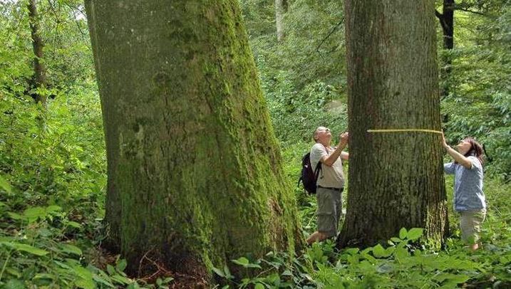 Mit seinem Kartierungsprojekt bewies der BUND Naturschutz, dass es im "Hohen Buchenen Wald" alte bis sehr alte Wälder mit Tausenden dicker, alter Bäume gibt (Foto: Georg Sperber). Kartierungsprojekt im Steigerwald: Zwei BN-Aktive vermessen einen dicken, alten Baum im Waldgebiet "Hoher Buchener Wald"