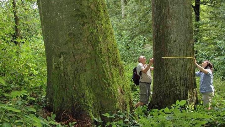 Mit seinem Kartierungsprojekt bewies der BUND Naturschutz, dass es im "Hohen Buchenen Wald" alte bis sehr alte Wälder mit Tausenden dicker, alter Bäume gibt (Foto: Georg Sperber). Kartierungsprojekt im Steigerwald: Zwei BN-Aktive vermessen einen dicken, alten Baum im Waldgebiet "Hoher Buchener Wald"