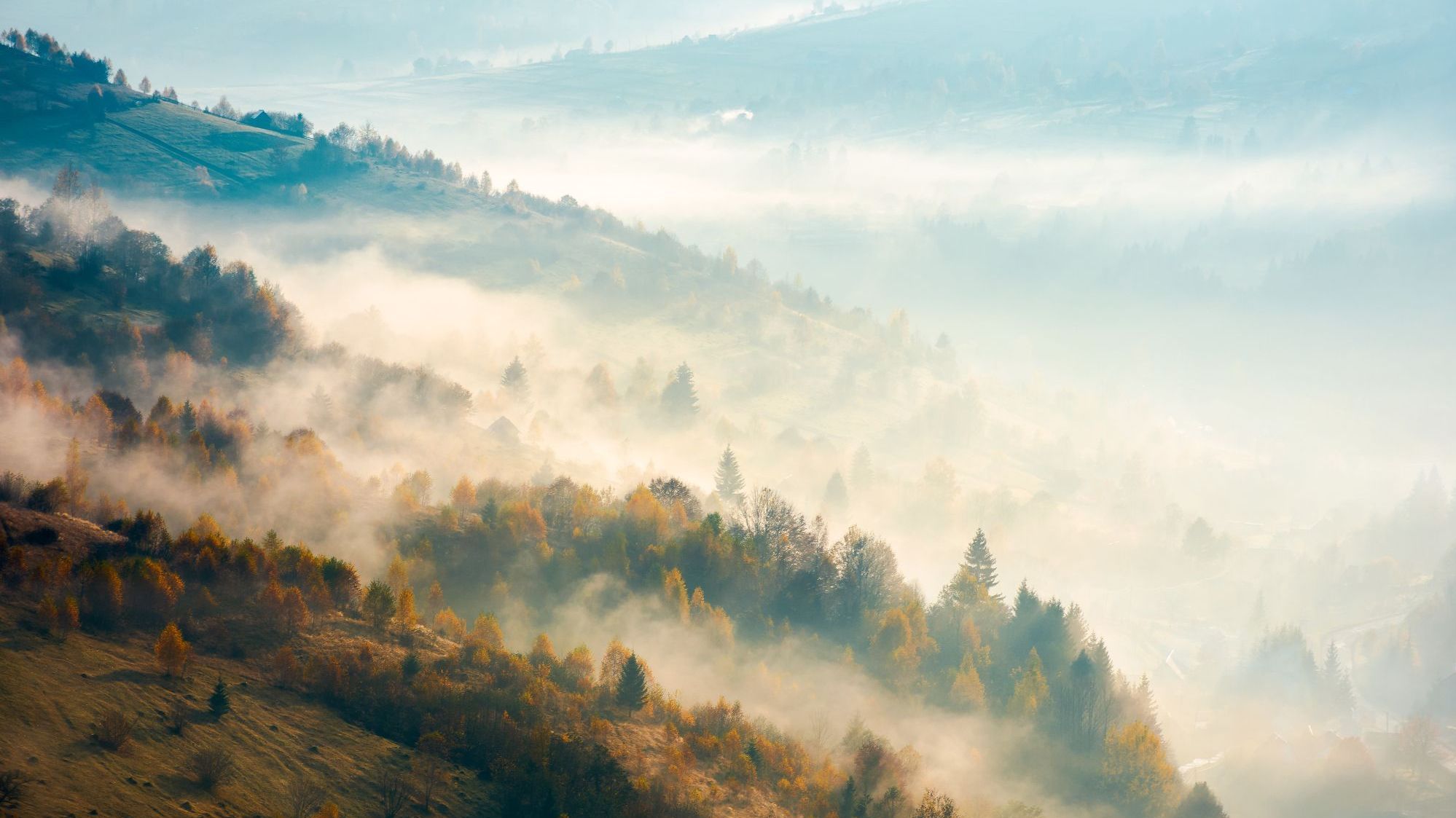Waldlandschaft im Nebel: Das Bild steht sinnbildlich für den Schwerpunkt "Wald im Wandel". (Foto: Pellinni/stock.adobe.com)