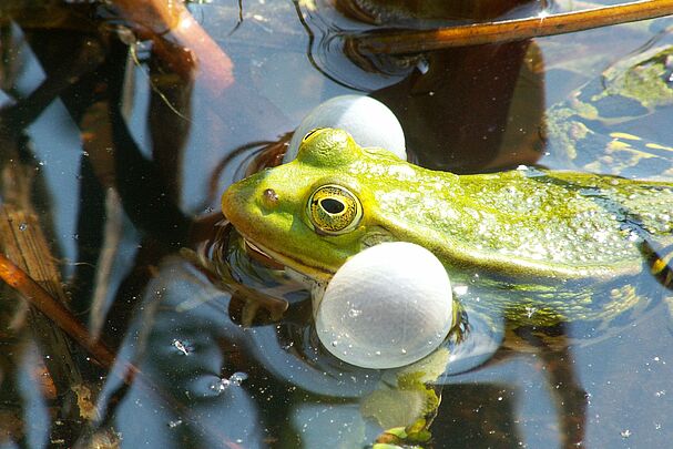 Kleiner Wasserfrosch mit ausgestülpten Schallblasen.