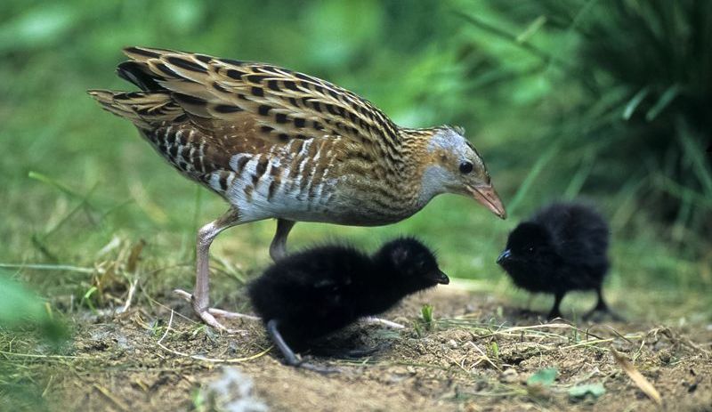 In den Landkreisen Fürstenfeldbruck, Dachau, Freising und Erding sorgt der BN für einen besseren Biotopverbund im zweitgrößten Niedermoorgebiet in Bayern. Feuchtwiesenvögeln wie dem seltenen Wachtelkönig kommt dies zugute (Foto: Wolfgang Willner) Ein Wachtelkönig mit zwei Küken