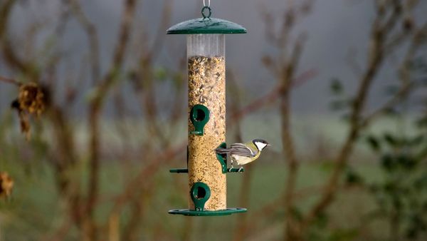 Füttern Sie nur bei Schnee und Minustemperaturen. Am besten verwenden Sie ein Futtersilo. (Foto: Michael Bangerter) Eine Kohlmeise sitzt an einem Futtersilo.