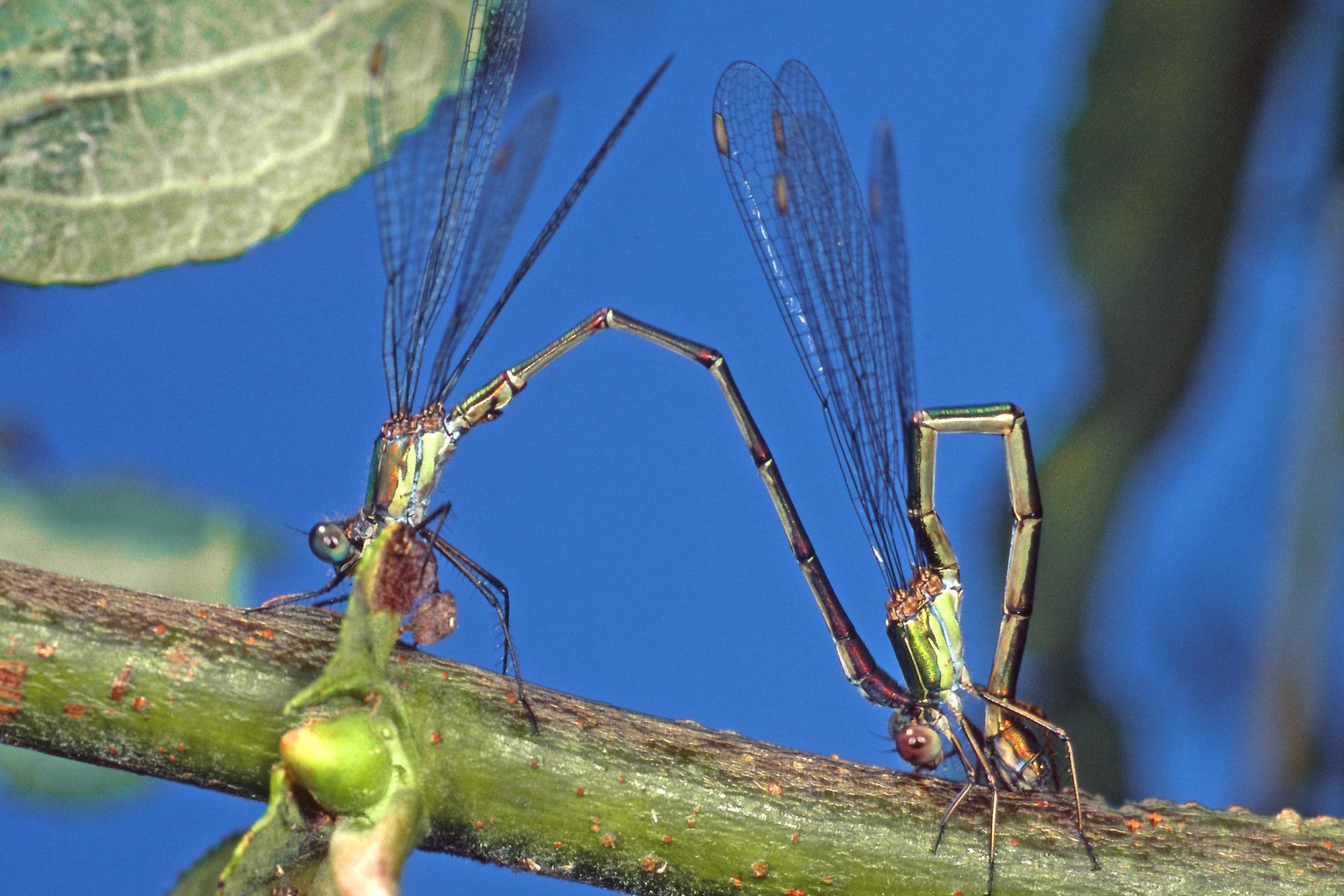 Westliche Weidenjungfern (Chalcolestes viridis) bei der Paarung, das Weibchen (unten) wird vom Männchen am Kopf gehalten.
