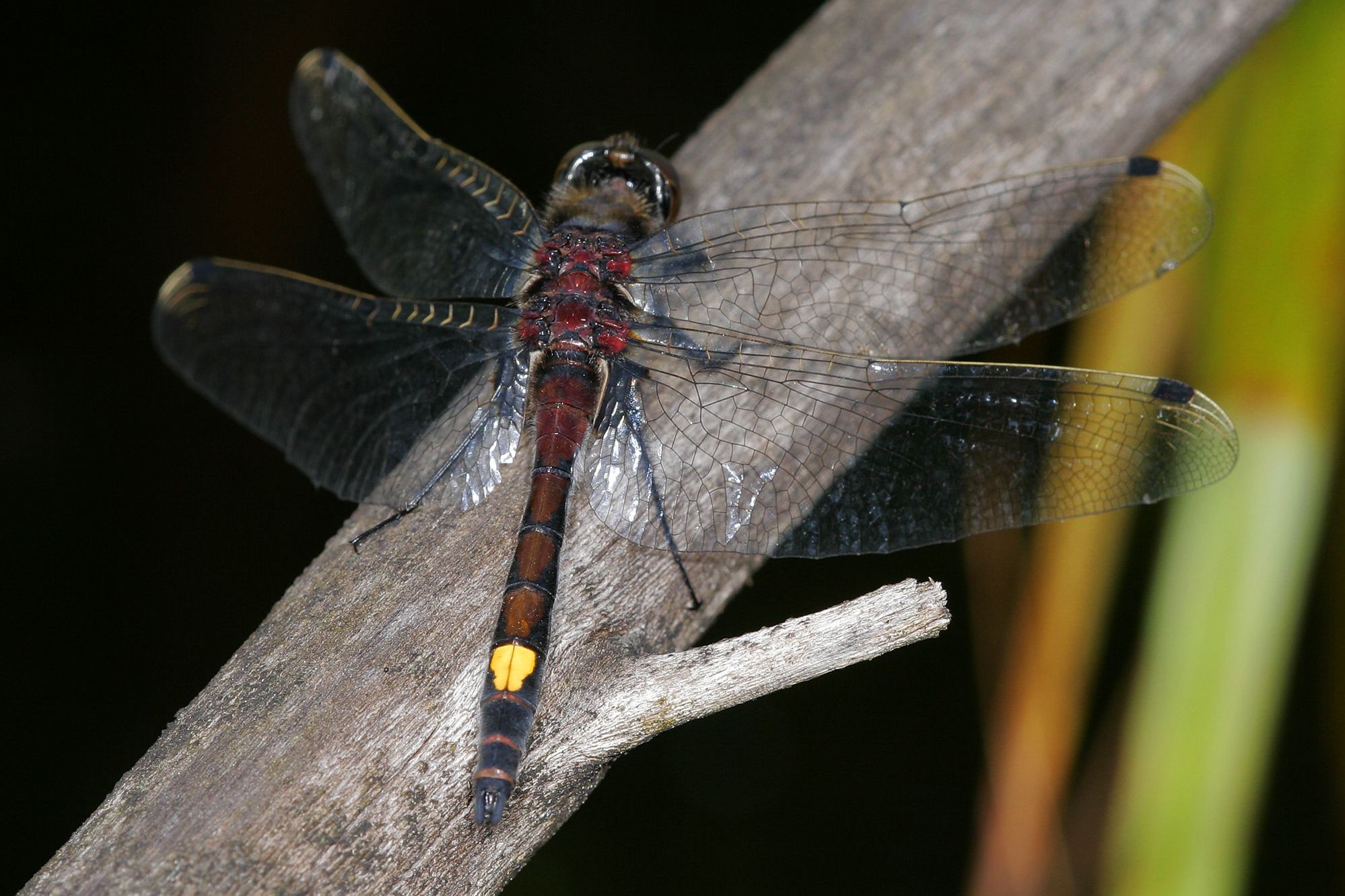Männchen der Großen Moosjungfer (Foto: Wolfgang Willner) Männliche Große Moosjungfer (Leucorrhinia pectoralis)