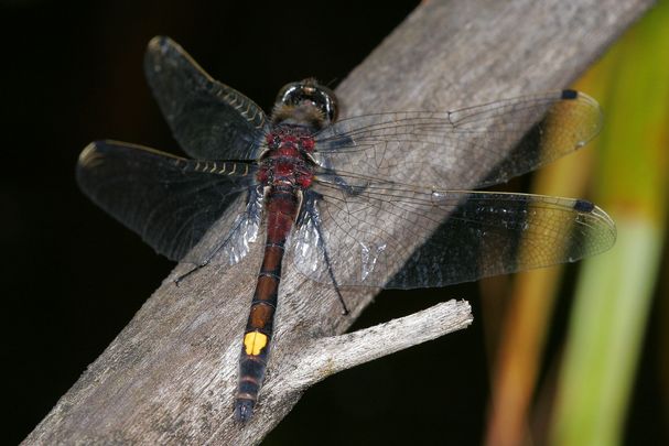 Männchen der Großen Moosjungfer (Foto: Wolfgang Willner) Männliche Große Moosjungfer (Leucorrhinia pectoralis)