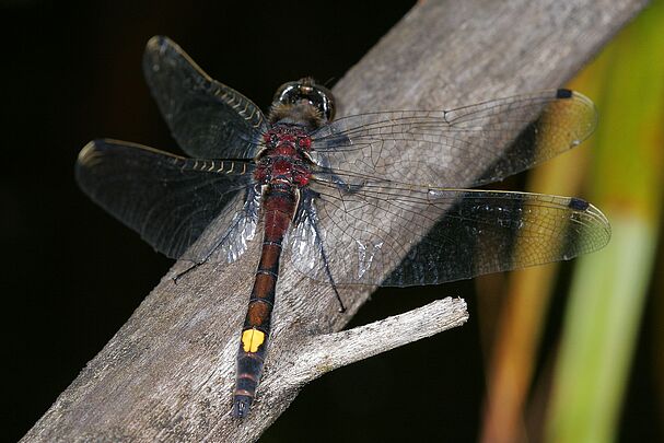 Männliche Große Moosjungfer (Leucorrhinia pectoralis)