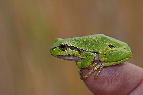Laubfrosch (Foto: Marcus Bosch)
