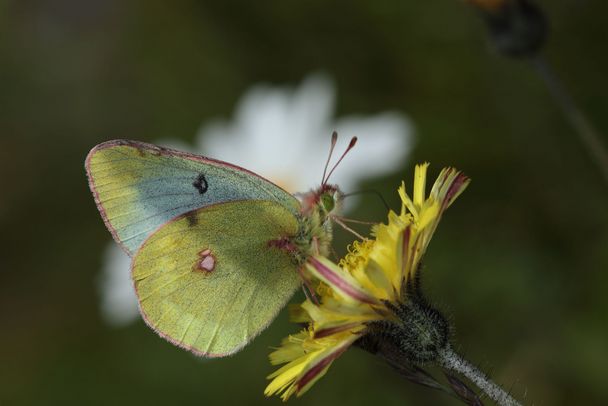 Alpengelbling (Foto: Wolfgang Willner) Der Alpengelbling (Colias phicomone)(Foto: Wolfgang Willner)