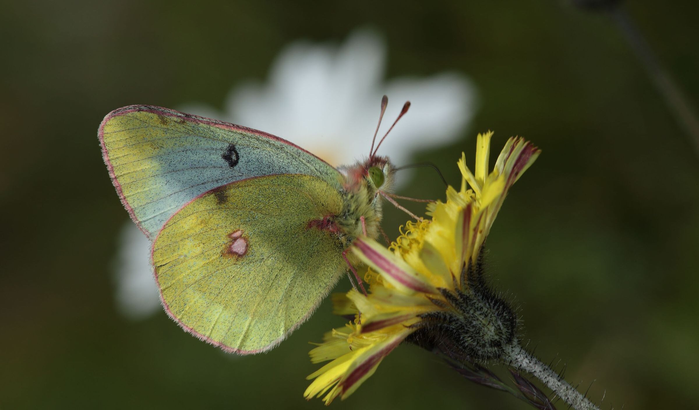 Alpengelbling an einer gelben Bergblume. (Foto: Wolfgang Willner)