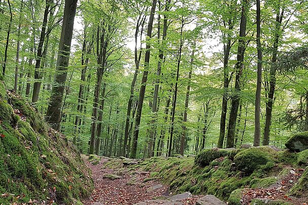 Auf dem Weg zur Karlshöhe, Spessart, Foto: Conni Schlosser Auf dem Weg zur Karlshöhe, Spessart, Foto: Conni Schlosser