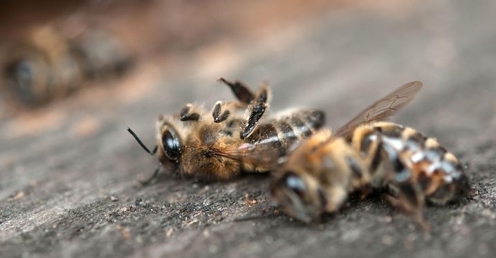 Tote Bienen: Pestizide und Herbizide sind eine Hauptursache für das Bienensterben. Deshalb gibt es das "Volksbegehren Artenvielfalt - Rettet die Bienen!"