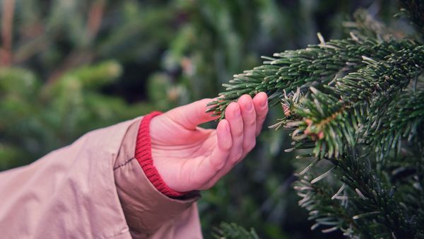 Nachhaltigen Weihnachtsbaum kaufen: Die Hand einer Frau berührt prüfend einen Fichtenzweig.