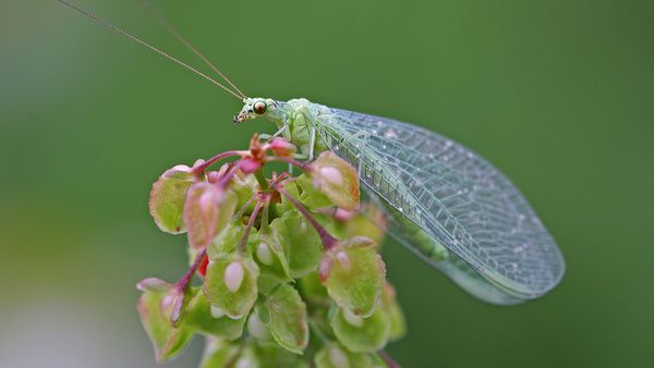 Nützlinge in den Garten locken: Eine Florfliege sitzt auf einem Zweig. (Foto: Juergen Hust/stock.adobe.com)