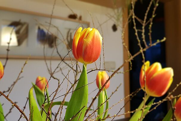 Tulpenstrauß_Foto Conni Schlosser
