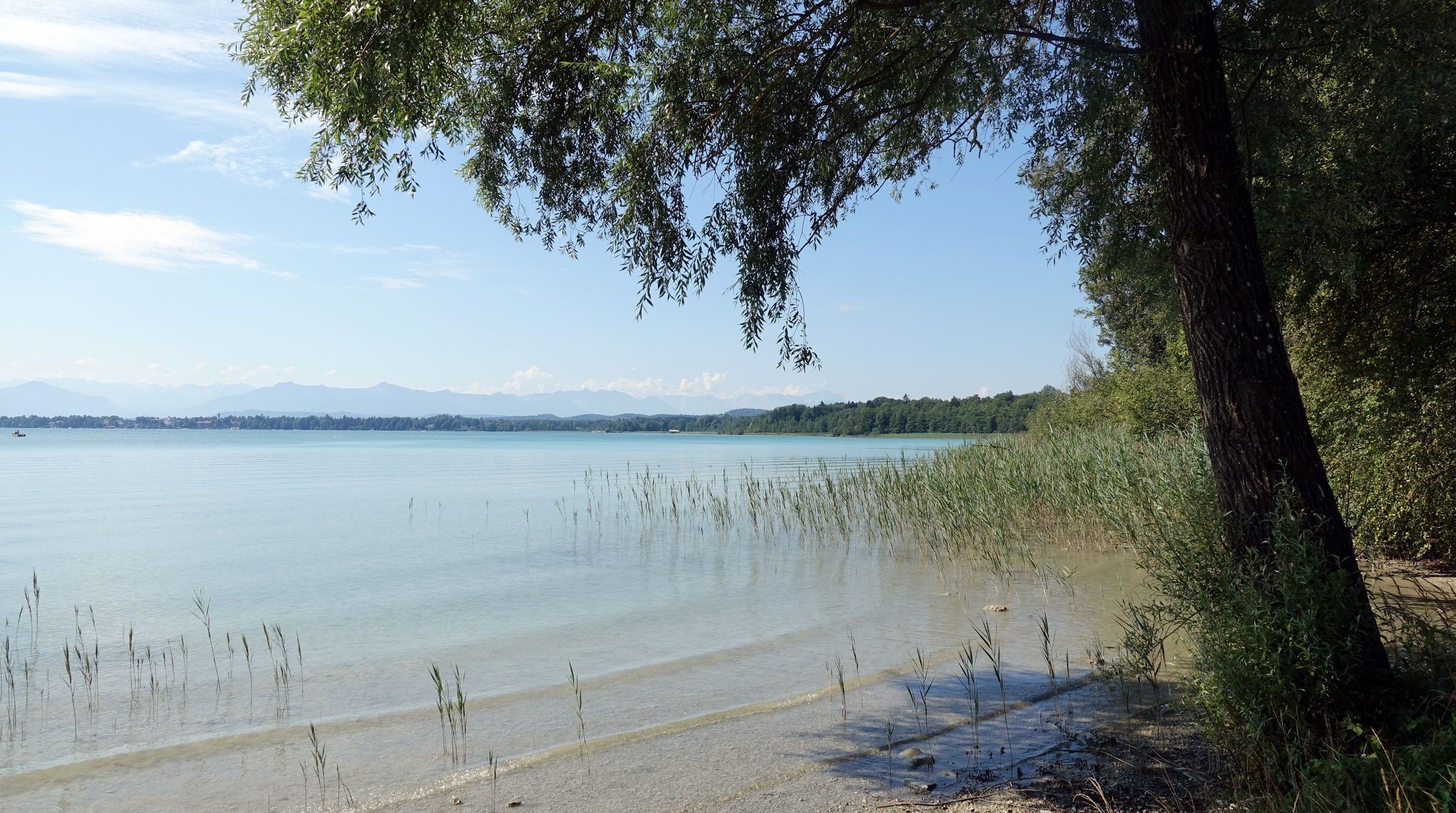 Bernrieder Park: Bäume und Schilf am Ufer des Bernrieder Parks