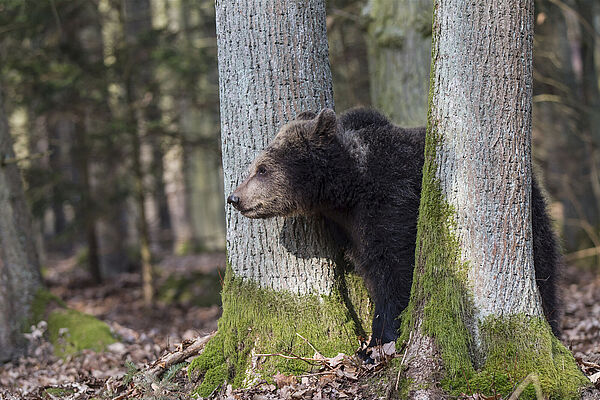 Braunbär (Foto: Marcus Bosch)
