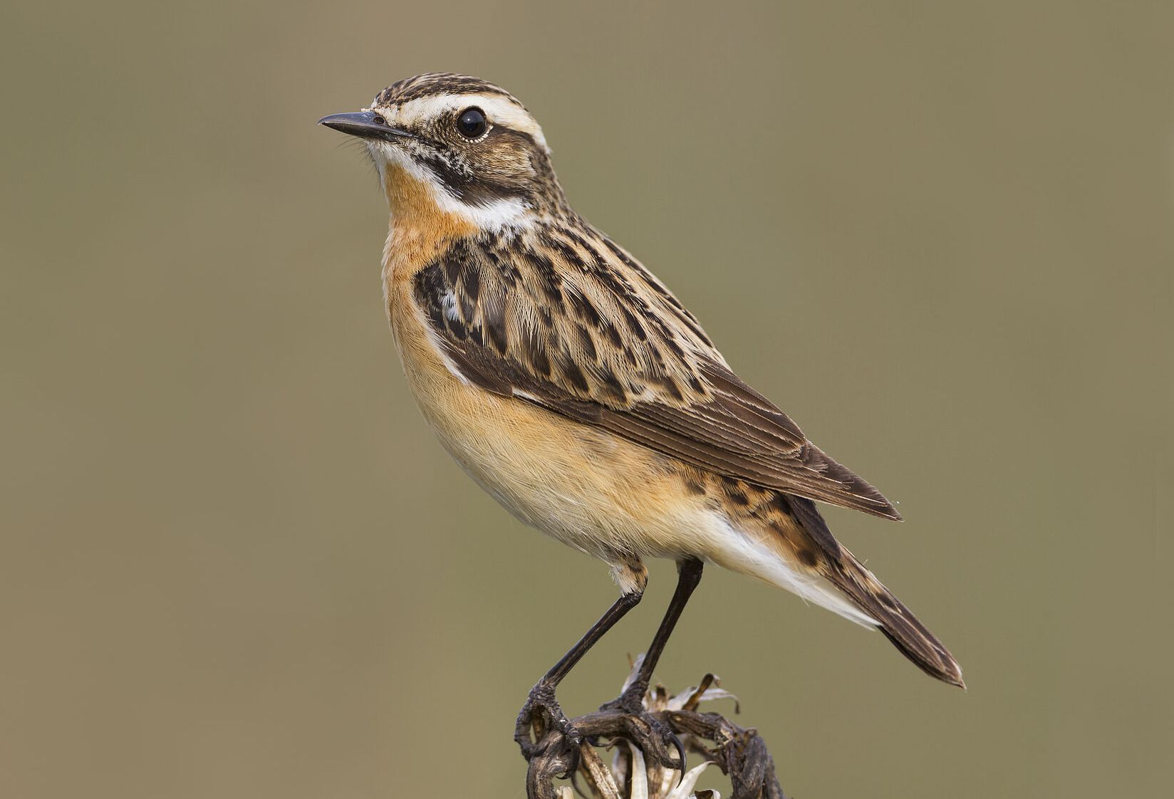 Ein braun-weiß-gefärbter Vogel sitzt auf einem trockenen Pflanzenstiel. Tiere wie dieses Braunkehlchen und Pflanzen fühlen sich am Grünen Band wohl. (Foto: AGAMI/stock.adobe.com) 