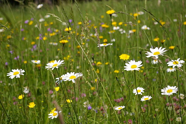 Initiative Blühstreifen