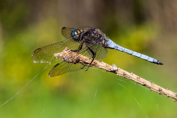 Männchen des Kleinen Blaupfeils (Foto: Falko Heidecke) Ein männlicher Kleiner Blaupfeil (Orthetrum coerulescens)
