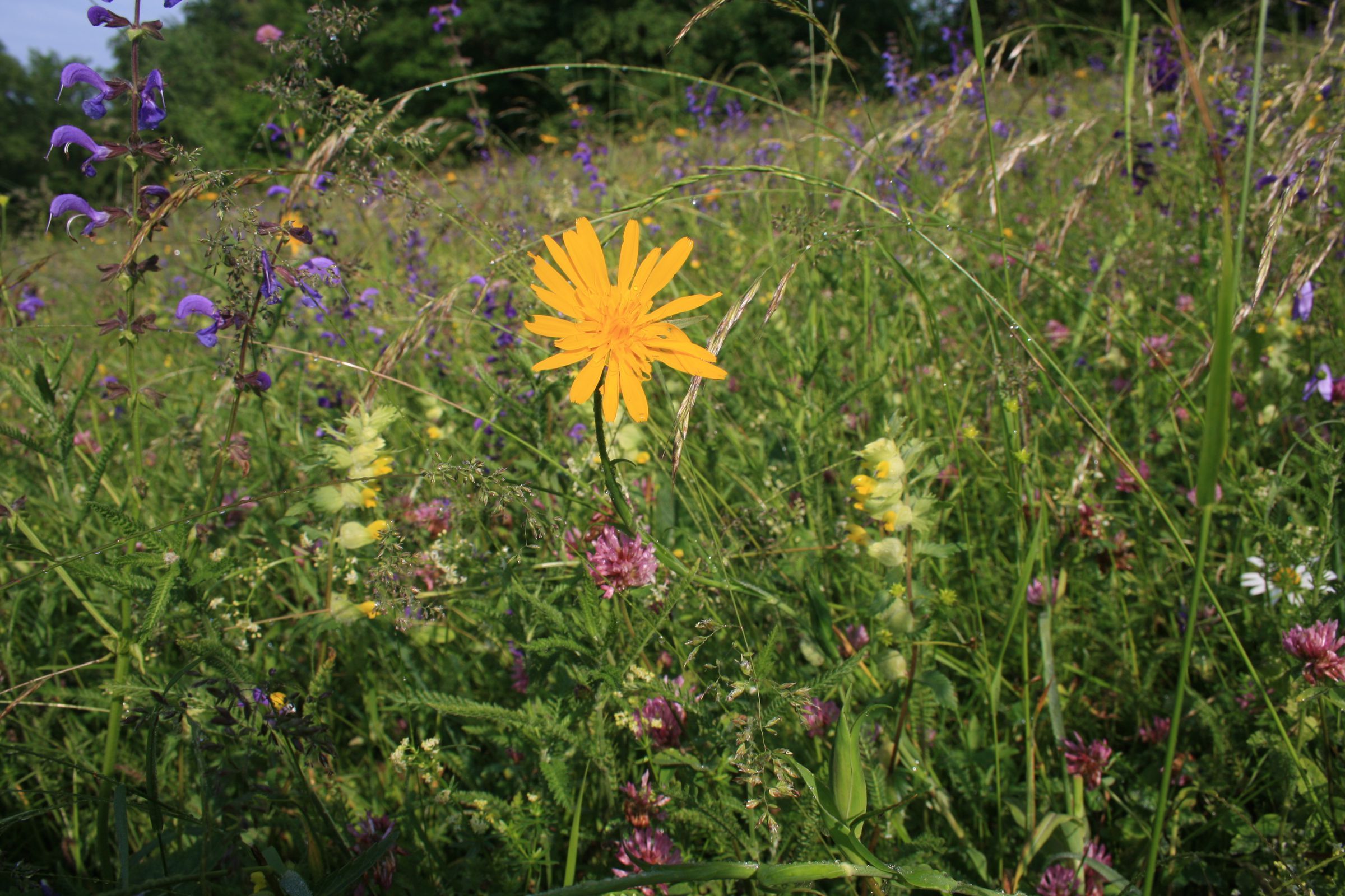 Foto: Dr. Sabine Heinz, LfL