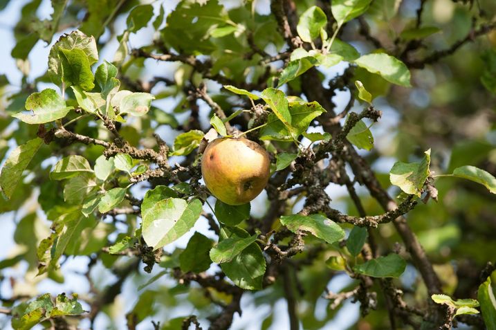 Apfelfrucht (Foto: Heide Frobel/BN)